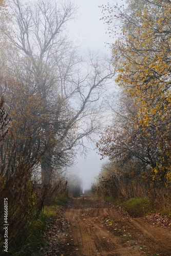 Fototapeta Naklejka Na Ścianę i Meble -  Autumn trees in the fog in the morning