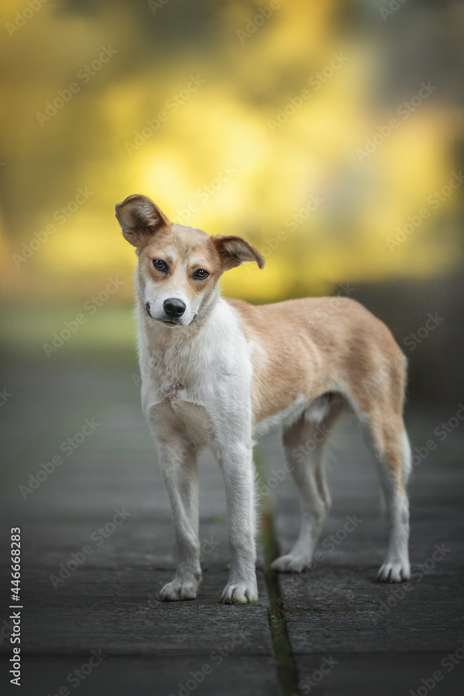 A funny white-red mixed breed dog with big ears standing on the path and looking carefully directly into the camera against the background of a bright autumn landscape