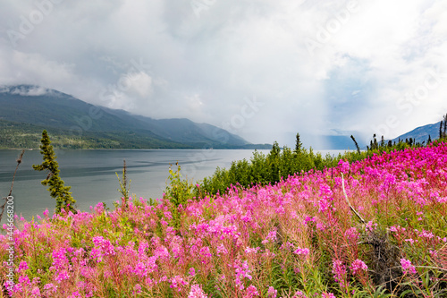 Blooming Fireweed at Little Salmon Lake YT Canada