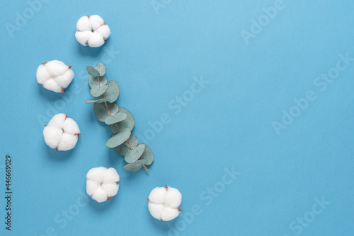 Flower composition of cotton flowers and eucalyptus branch on blue paper background. Top view, flat lay, copy space.