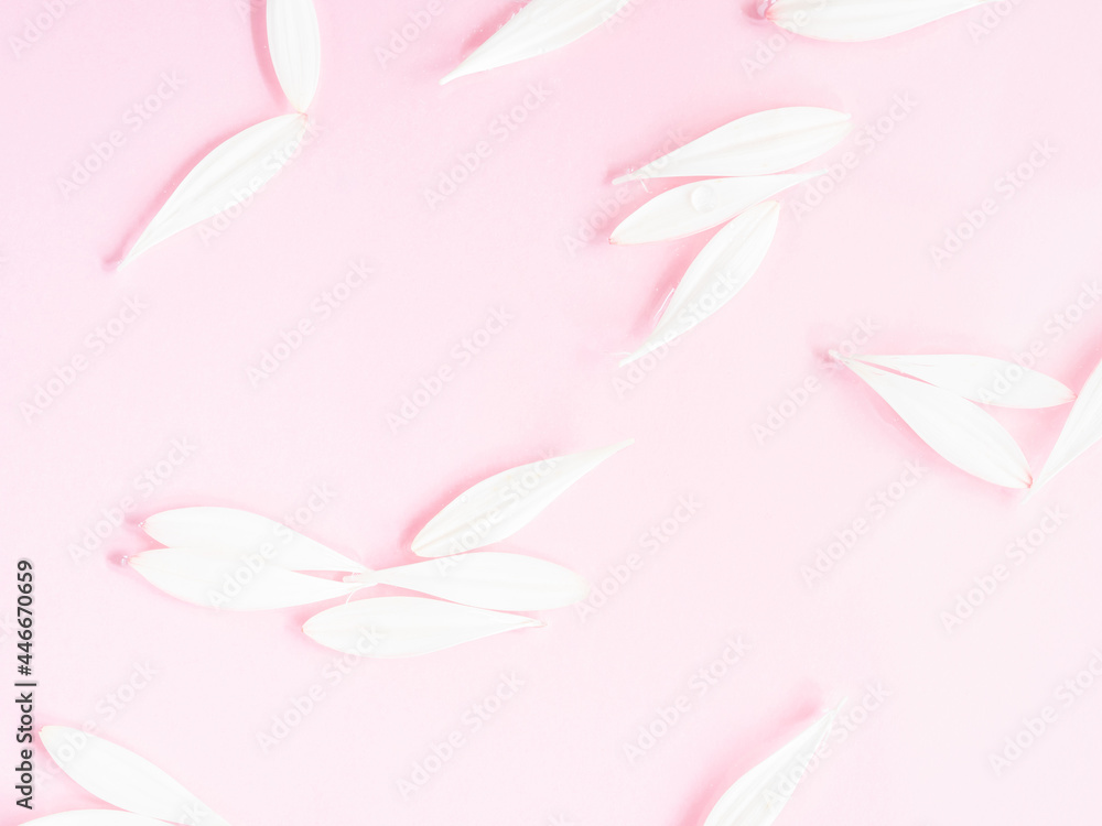 White gerbera daisy flower petals on pink background in water