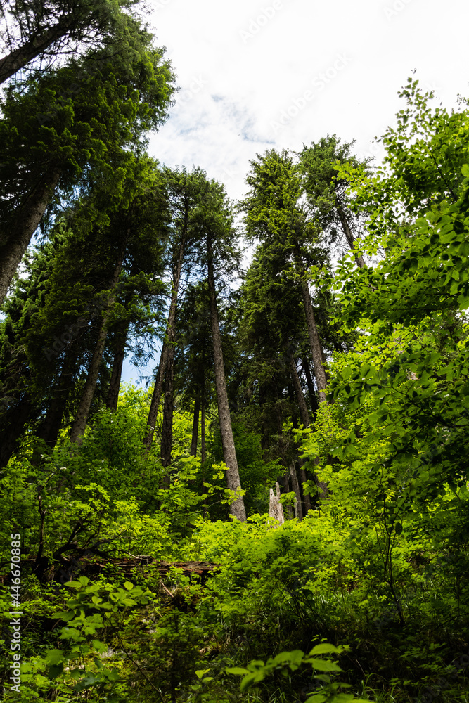 Fototapeta premium Tall tree forest from Zanoagei gorges. Romania.