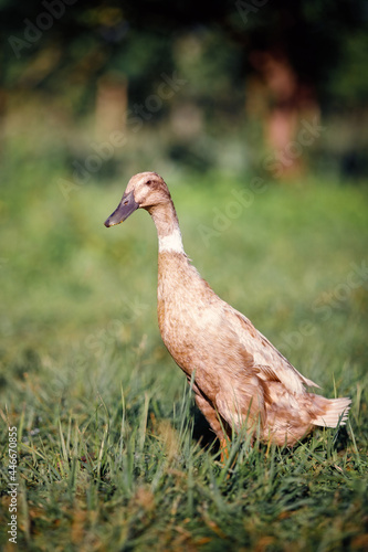 One brown duck walks in a rural garden