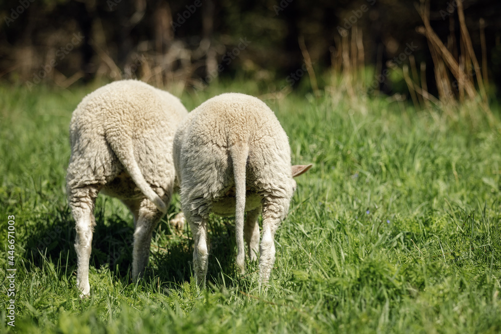 Two young lambs were photographed from the back in a green meadow Two young lambs were photographed from the back in a green meadow