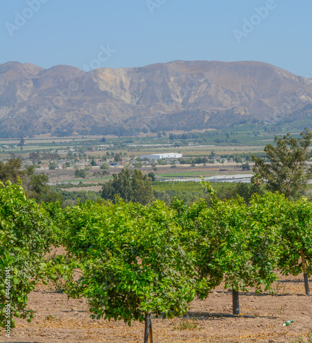 Lemon Tree Orchards in the Santa Clara River Valley, Fillmore, Ventura County, California photo