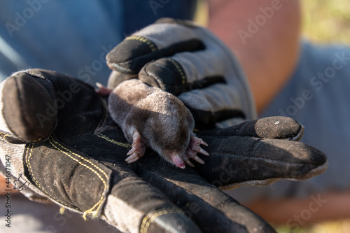 A farmer carefully handles a mole.