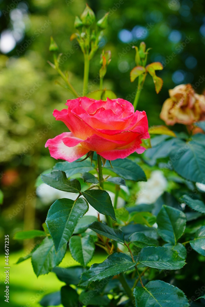 Beautiful fragrant, colorful, blooming roses bush in garden at summer day. Beautiful fragrant, colorful, blooming roses bush in garden at summer day.