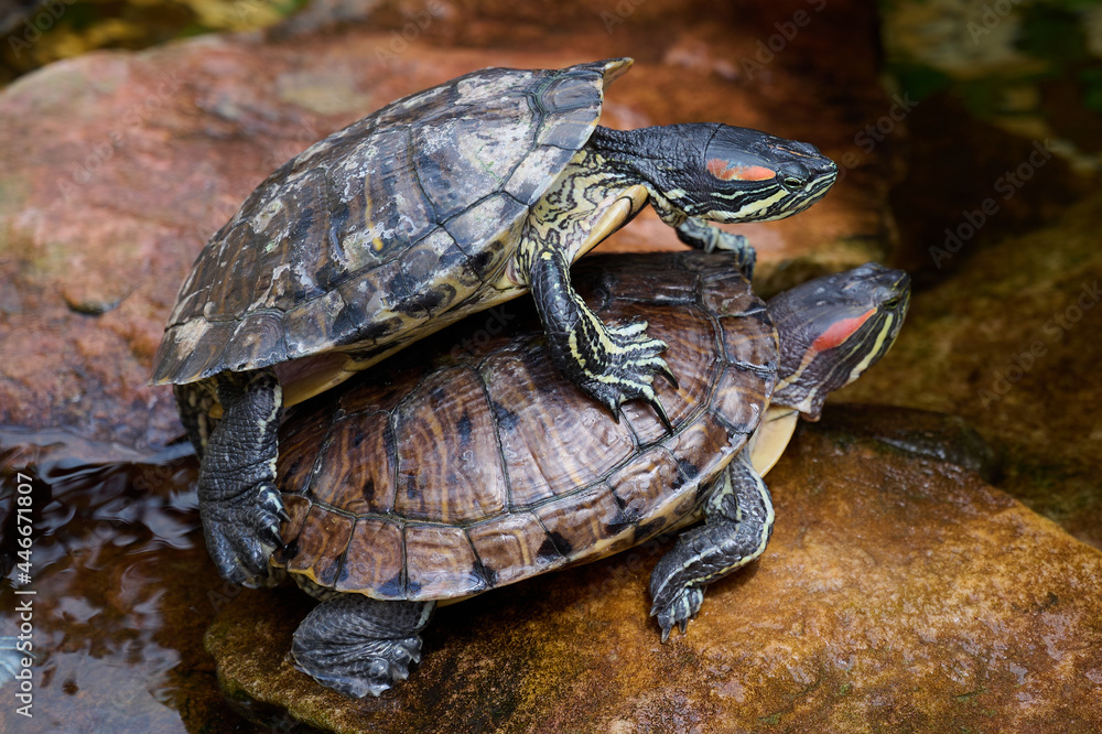 How Do Red Eared Slider Turtles Mate?