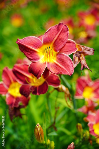 Flowering Day-lily flowers. (Hemerocallis flower),  closeup in the sunny day. Hemerocallis fulva. The beauty of decorative flower in garden - Selectice focus