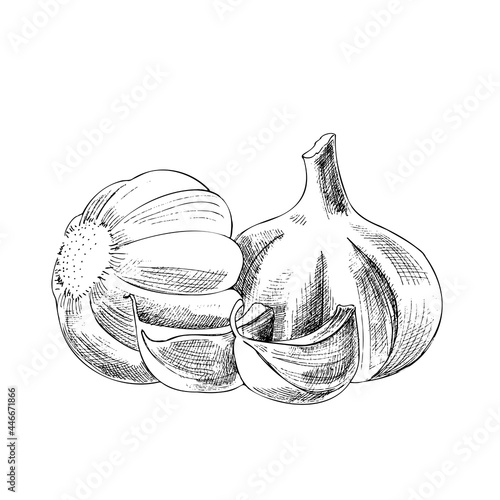 Vector hand drawn vegetable Illustration. Detailed retro style hand-drawn garlic sketch. Vintage sketch element for labels, packaging and cards design.