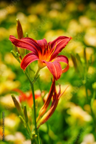 Flowering Day-lily flowers.  Hemerocallis flower    closeup in the sunny day. Hemerocallis fulva. The beauty of decorative flower in garden - Selectice focus