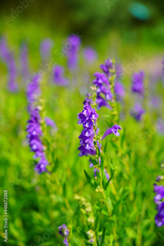  Baikal skullcap( Scutellaria baicalensis) - Traditional medicine, Chinese medicine - soft focus , selective focus