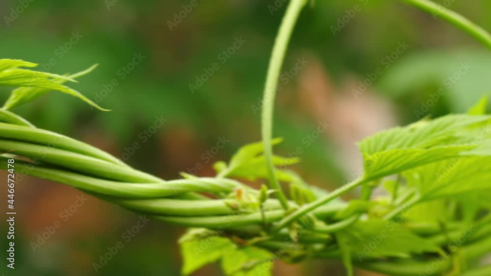 Green decorative vine