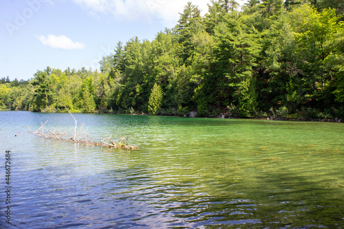 lake and forest