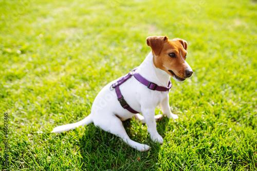 Happy active dog, jack russell playing in the park. Domestic dog concept.