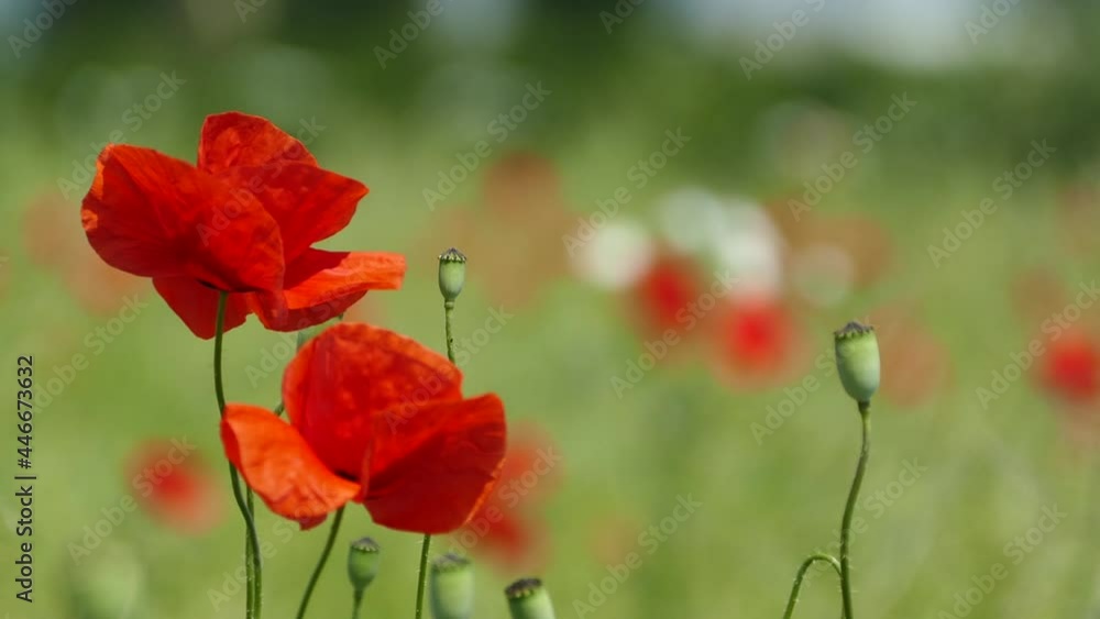 Red flowers of poppies on a green field sway in the wind. Beautiful landscape Red flowers of poppies on a green field sway in the wind. Beautiful landscape