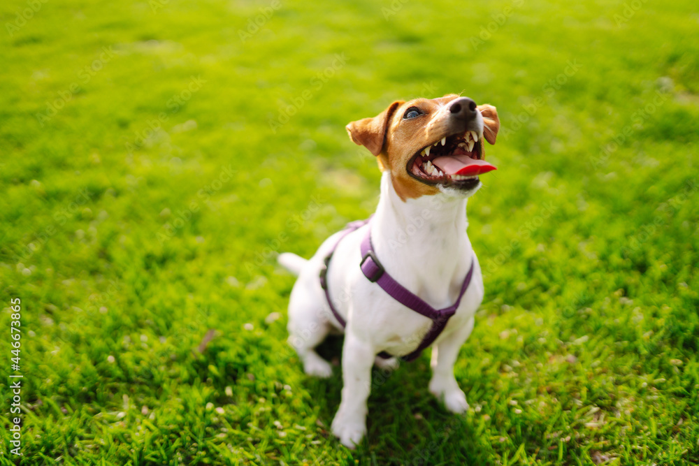 Happy active dog, jack russell playing in the park. Domestic dog concept. Happy active dog, jack russell playing in the park. Domestic dog concept.