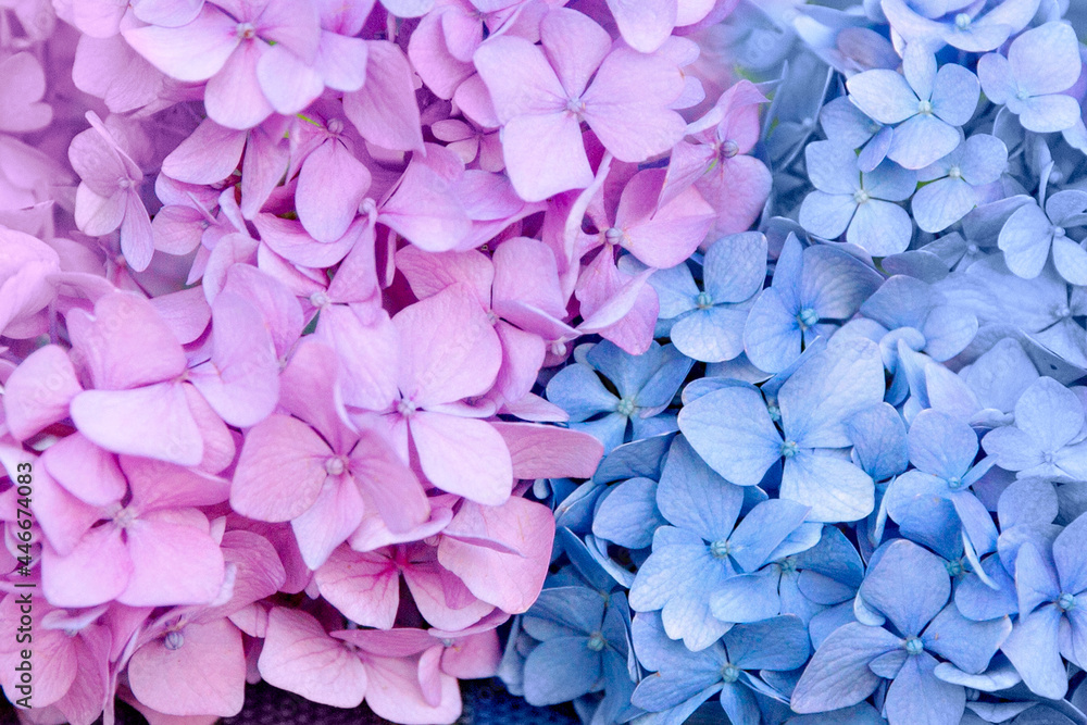 Fototapeta premium Pink and blue hydrangea flowers divided by flowers close-up. Background, wallpaper, texture.