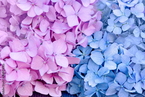 Pink and blue hydrangea flowers divided by flowers close-up. Background, wallpaper, texture.