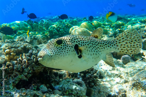 Puffer fish, portrait in Red Sea