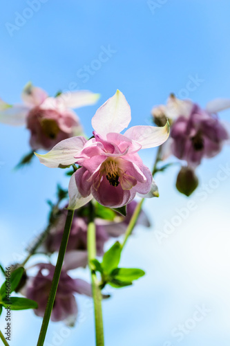 Aquilegia vulgaris pink bloom  columbine . Family Ranunculaceae.