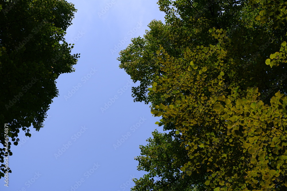 Trees in the park. Blue sky. Trees in the park. Blue sky.
