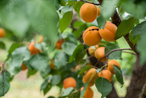 many apricot fruits on a tree in the garden on a bright summer day. Organic fruits. Healthy food. Ripe apricots.