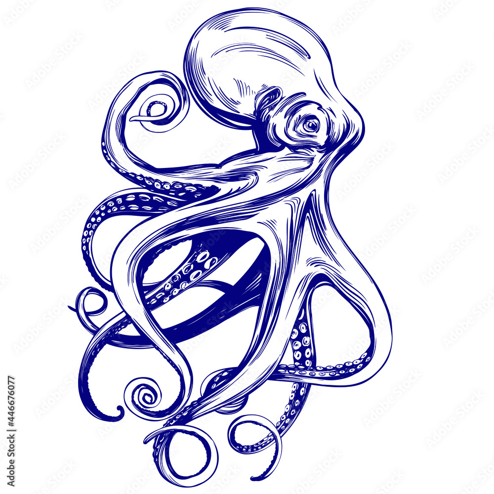 octopus, sea life, hand drawn vector illustration realistic sketch ...