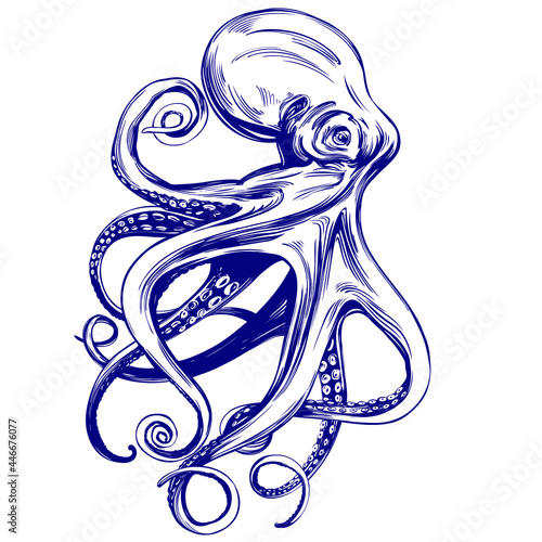 octopus, sea life, hand drawn vector illustration realistic sketch