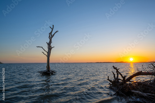 Setting sun over the bay at Assateague Island with a dead tree in the foreground 