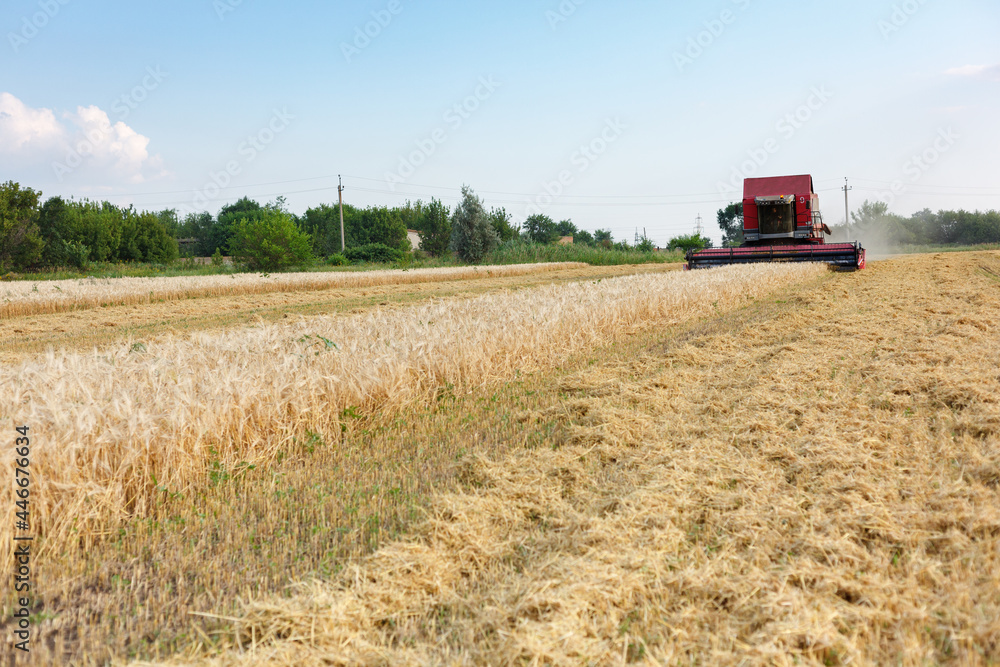 Wheat harvesting on field in summer season. Combine harvester harvests ripe wheat. agriculture. Process of gathering crop by agricultural machinery. Wheat harvesting on field in summer season. Combine harvester harvests ripe wheat. agriculture. Process of gathering crop by agricultural machinery.