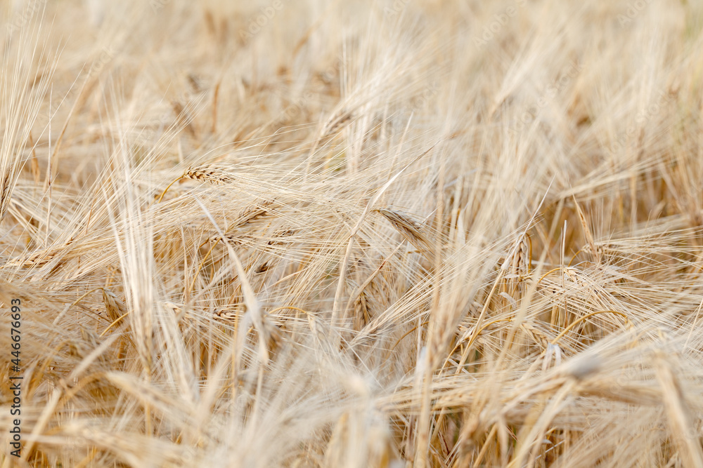 Ears of ripe wheat close-up. Wheat field. Beautiful Nature Sunset Landscape. Rural landscapes in bright sunlight. Ears of ripe wheat close-up. Wheat field. Beautiful Nature Sunset Landscape. Rural landscapes in bright sunlight.
