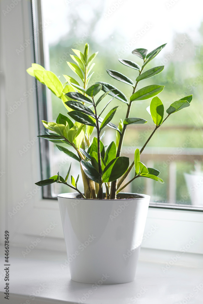 Fototapeta premium Zamioculcas Zamiifolia or ZZ Plant in white flower pot stand on the windowsill.