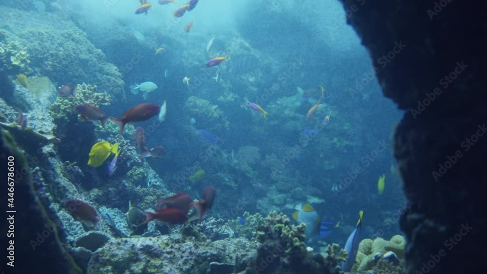 Tropical underwater sea fishes. Underwater scene of coral reef with different fishes, Underwater life landscape Tropical underwater sea fishes. Underwater scene of coral reef with different fishes, Underwater life landscape