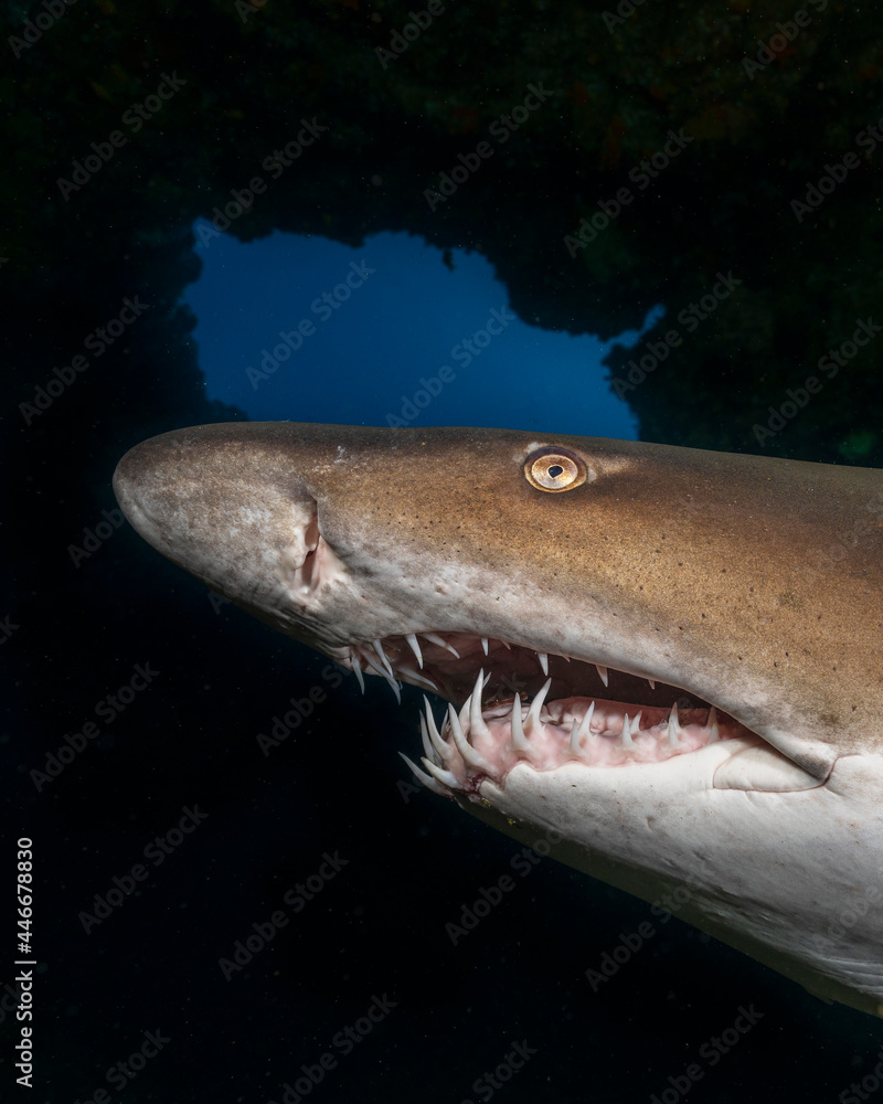 Naklejka premium Spotted ragged-tooth shark, Carcharias taurus, at Aliwal Shoal. South Africa