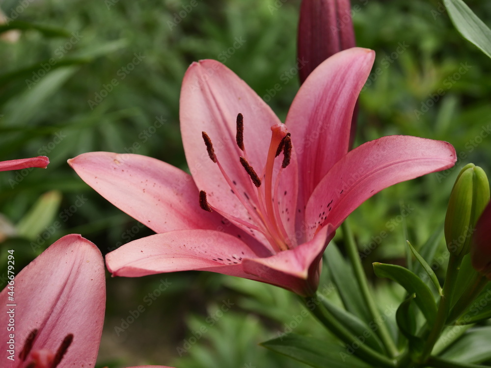 Fototapeta premium pink lily flower
