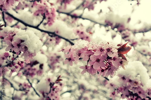 Ice cherry blossom