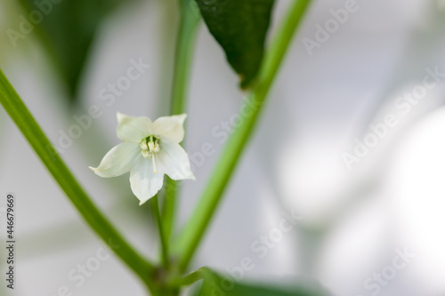 White chili flower in the garden. Chili pepper flowers are blooming in the garden. white chili flower on the tree.