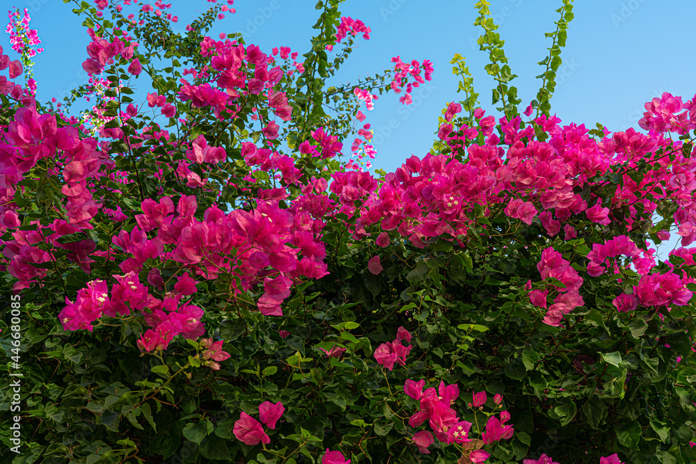 Pink bougainvilea or paper flower tropical plant blooming in garden with blue sky background..