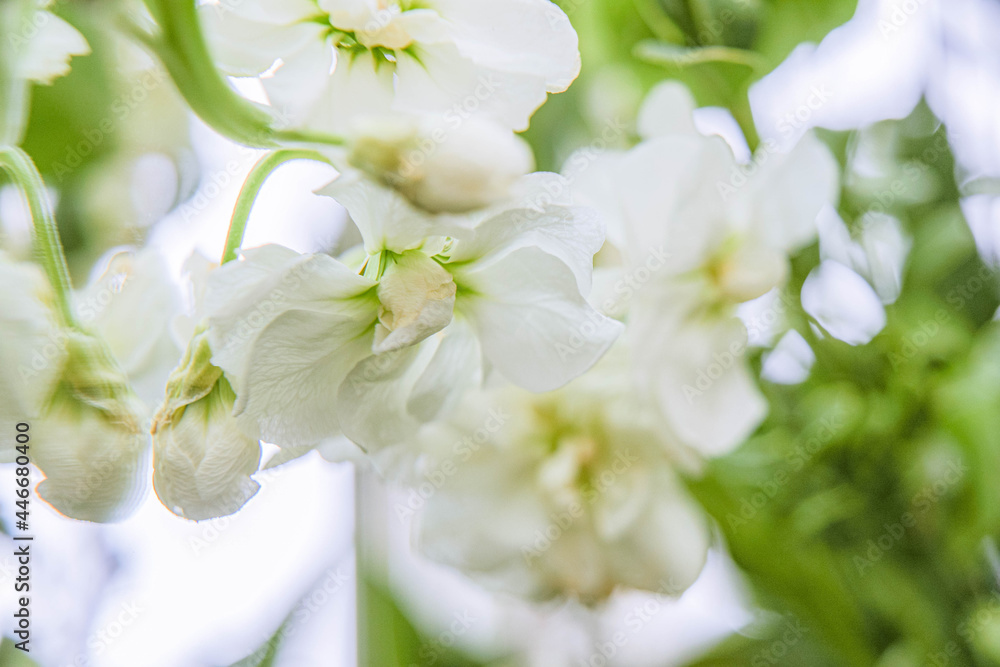 Fototapeta premium White and green floral arrangement