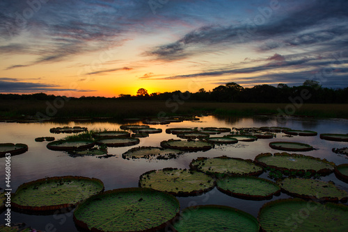 sunset over the lake with giant water lily, Pantanal, Brazil  photo