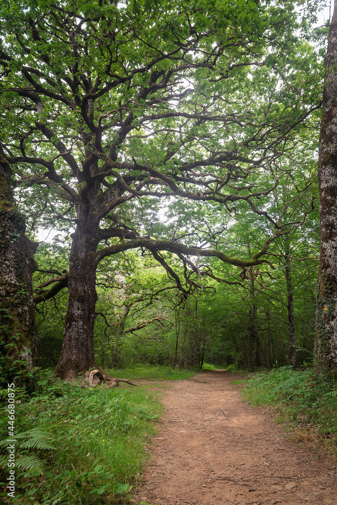 Fototapeta premium lush forest way pathway spain