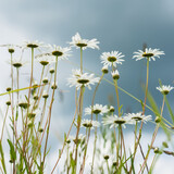 White daisies, camomiles in meadow against blue sky, view from below
