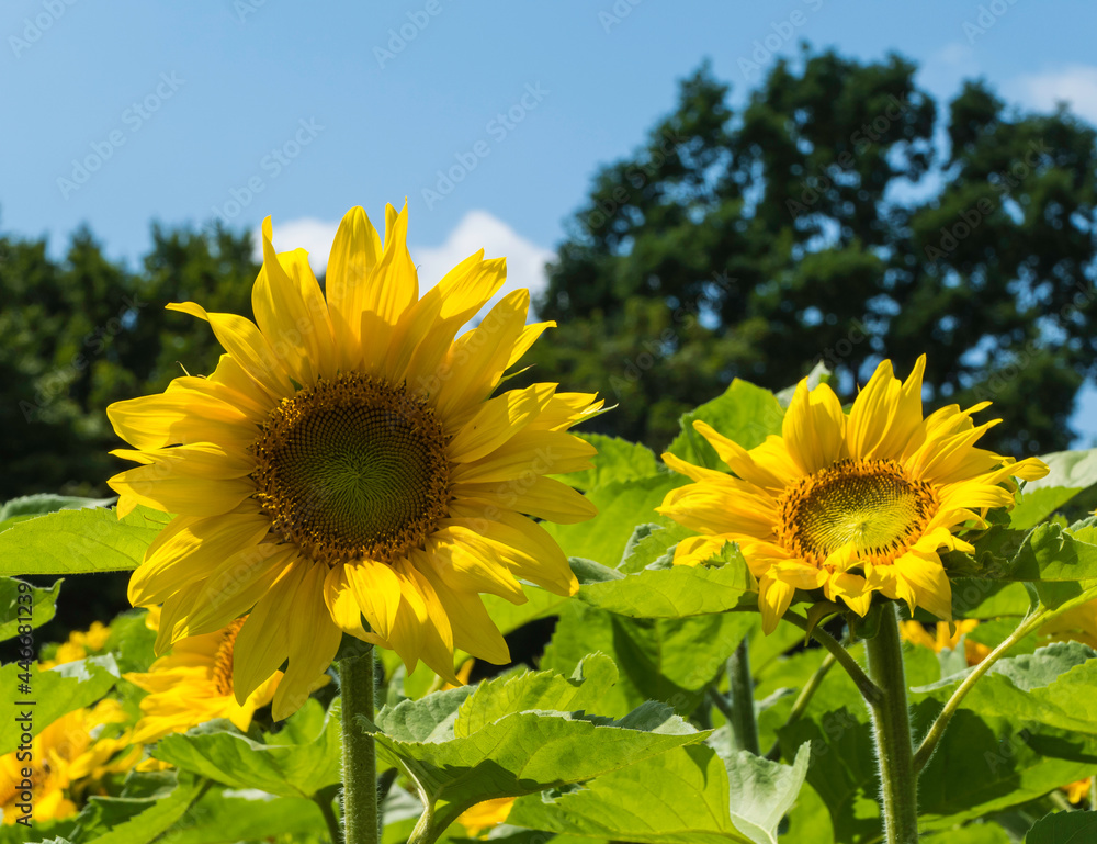 Fototapeta premium Sonnenblumen auf Feld Makro