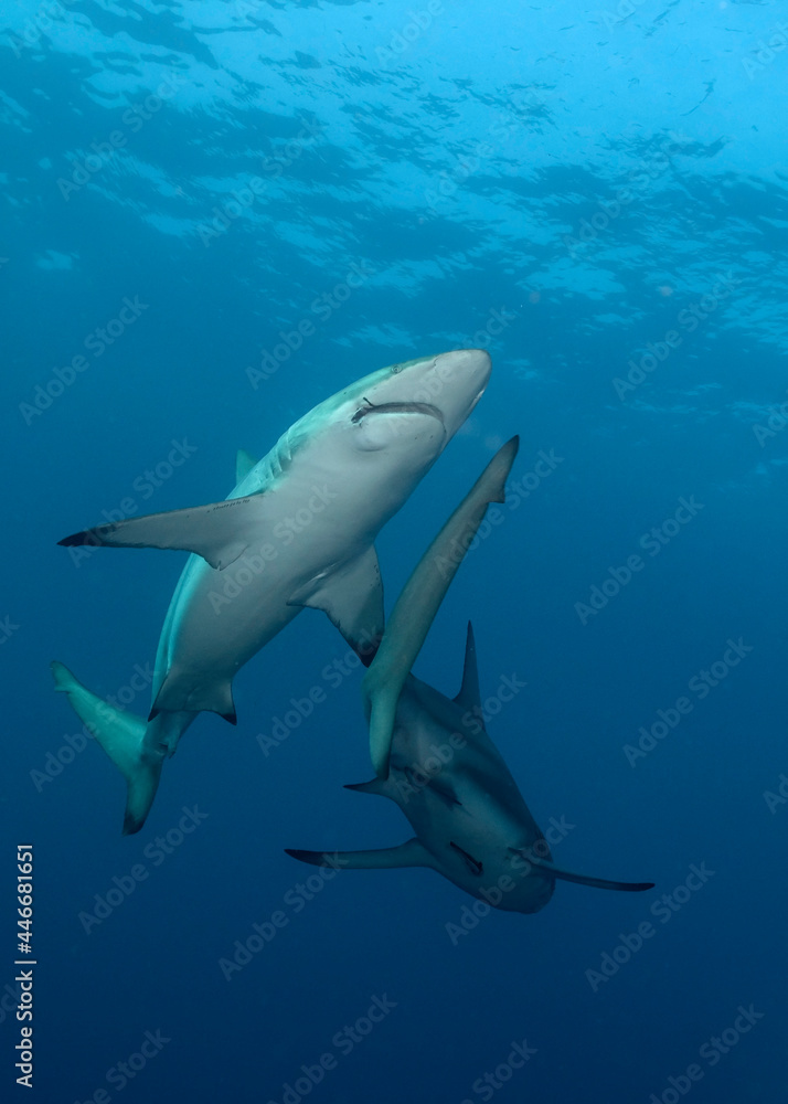 Obraz premium Blacktip shark (Carcharhinus limbatus) at Protea Banks, South Africa