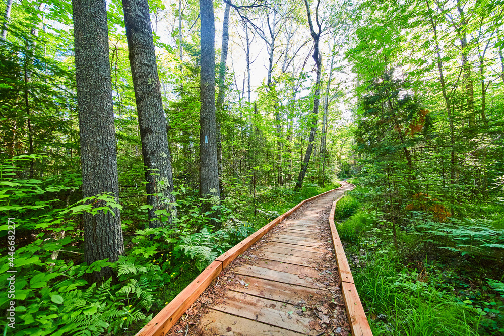 Fototapeta premium Path through the forest trails