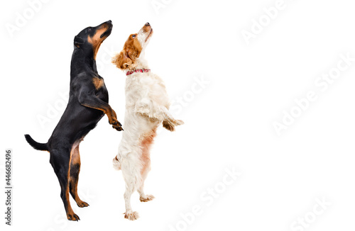 Sticker Two dogs standing on hind legs looking up isolated on white background