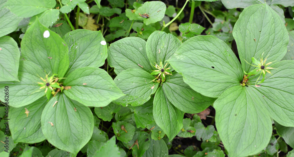 In spring, paris quadrifolia blooms in the forest In spring, paris quadrifolia blooms in the forest