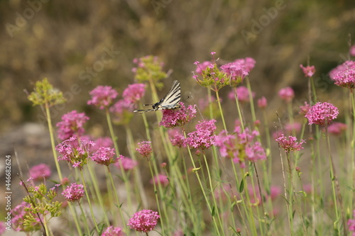 papillons dans la garigue