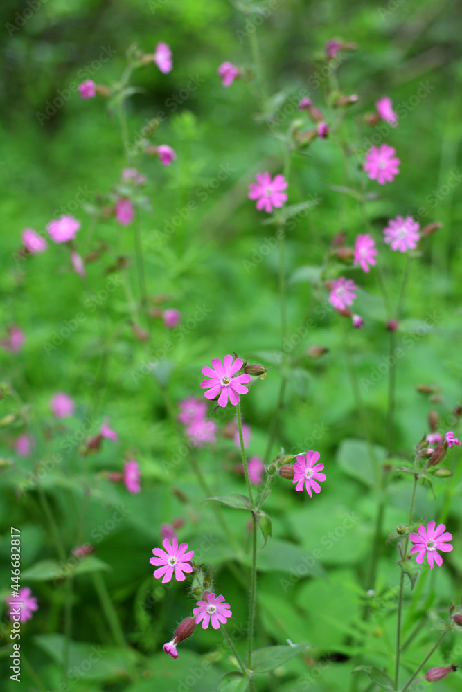 Silene dioica grows in the wild Silene dioica grows in the wild